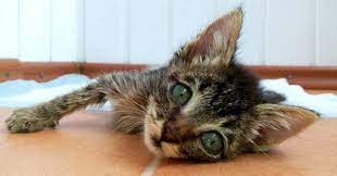 tekrar ortaya cikan kedi vebasi kedi genclik hastaligi icin ne yapmaliyiz anadolu kedisi