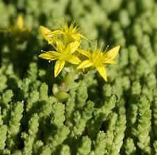 Image result for Sedum ruwenzoriense