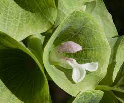 Green Bells Of Ireland Fostering Healthy Engagement With The Elements The Modern World Flower Essence Services