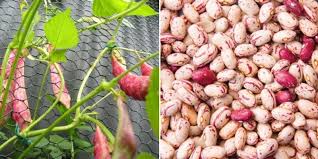 A splash of chicken stock or some water will work, too. Growing Borlotti Beans In Pots In Home Garden Gardening Tips