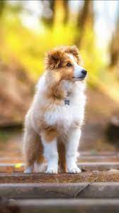 Download Shetland Sheepdog 4k Wallpaper By Pramucc Fa Free On Zedge Now Browse Millions Of Popular 4k Wallpapers A Cute Dogs Images Cute Animals Dog Foto