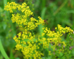 Image result for Galium verum