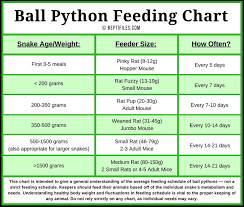 Ball Python Feeding Schedule Snake
