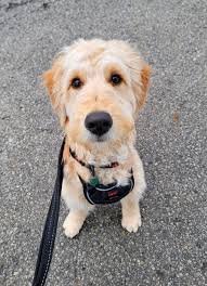 Doodle Pack — The Doodle Dog Sitter