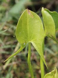 Image result for Limnophyton obtusifolium