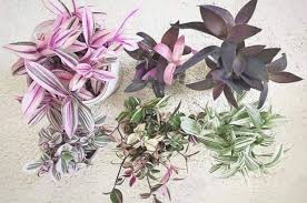 Maybe you would like to learn more about one of these? Wandering Jew Varieties Tradescantia Types Care And Growing Advice