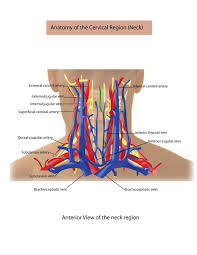 Just like other arteries in the body, neck arteries are also susceptible to blockages. Medical Illustration On Behance