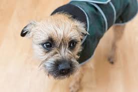 Image result for border teriér