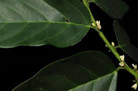 Image result for Strombosiopsis tetrandra