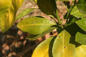 We did not find results for: Citrus Tree Yellow Leaves Gardening Forums