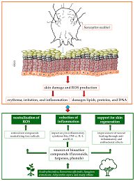 Image result for Sphaeranthus chandleri