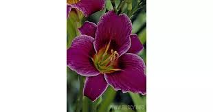The stiff flowering stalks that may grow up to 45 cm tall emerge from the green tufts. Hemerocallis Little Missy Bilscy Info