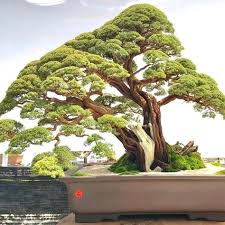 Cucur atap(beackea frutescens) adalah satu spesis bonsai yang cukup popular dikalangan peminat bonsai di sebelah pantai timur. 130 Ide Baeckea Frutescens Pohon Bonsai Bonsai Pohon