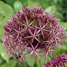 A Beginner S Guide To Alliums Allium Flowers Fall Garden Vegetables Bulb Flowers