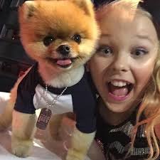 Pin On Pomeranian Toy Dog