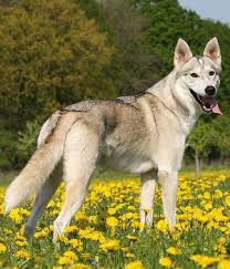 Maybe you would like to learn more about one of these? Tamaskan Dog Breed Information Pictures Tamaskan Dog Dog Breeds Dogs