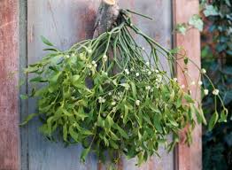 Image result for Viscum subserratum