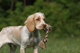 Die welpen haben die augen nun offen und machen einen quietschlebendigen eindruck. Wachtelhund Thueringen