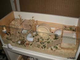 46 Best Images About Hamster Stuff On Pinterest Dwarf Hamsters Hamster Kooien Hamsterkooi Cavia Kooien