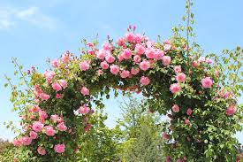 Your rose garden stock images are ready. Picking Roses For Your Home Rose Garden Kellogg Garden Organics