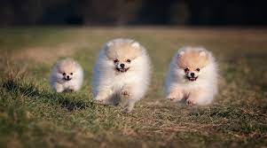 Pomeranian Prices How Much Do Pomeranian Puppies Cost