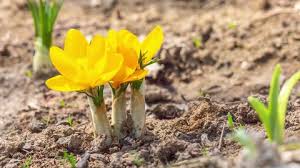 Crocuses can be seen bursting through the ground in early spring. First Yellow Crocus Flowers Spring Stock Footage Video 100 Royalty Free 1012165379 Shutterstock