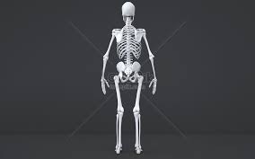 Tulang belakang yang sehat memiliki sedikit lengkungan. Struktur Tulang Belakang Struktur Manusia Gambar Unduh Gratis Imej 401789897 Format C4d My Lovepik Com