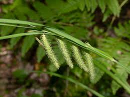 Image result for Carex cognata