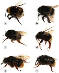 Image result for Bombus wurflenii