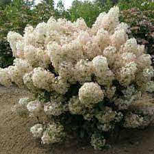 Proven Winners 4 5 In Qt Bobo Hardy Hydrangea Paniculata Live Shrub White To Pink Flowers Hydprc1087800 The Home Depot Hardy Hydrangea Bobo Hydrangea Hydrangea Garden