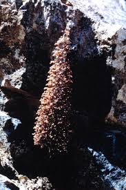 Image result for Kotschya