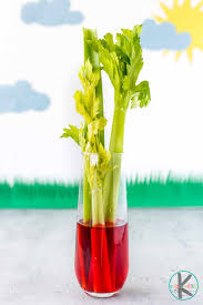 Check spelling or type a new query. Earth Day Science Celery Water Pollution Experiment For Kids