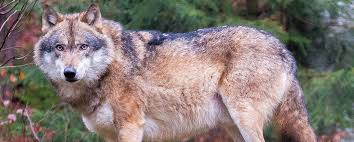 Wisconsin Hounders Illegally Harassing Gray Wolves |