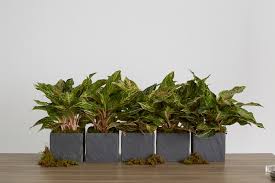 Image result for Psychotria succulenta