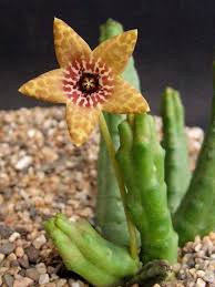 Image result for Tridentea marientalensis