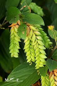 Image result for Flemingia strobilifera