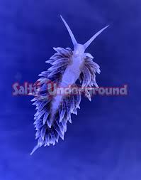 Image result for Bergia salaria