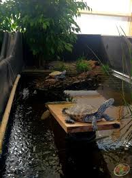 A Couple Of Diamondback Terrapins Greeted Me This Morning At Zoo Med Laboratories Turtle Pond Turtle Habitat Turtle Terrarium