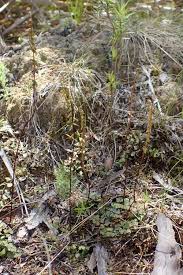 Image result for Lindsaeaceae