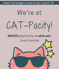 Pin By Hannah Lawton On Spca Ideas Animal Shelter Fundraiser Animal Shelter Cat Adoption