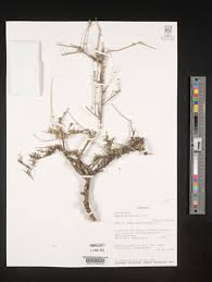 Image result for Maerua nervosa