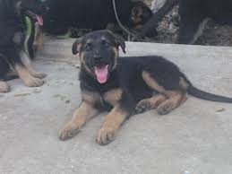 Give a puppy a forever home or rehome a rescue. German Shepherd Puppies 9 Weeks For Sale In San Antonio Texas Classified Americanlisted Com