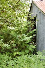 Look out for purple speckled hollow shoots pushing up through the ground, with regular joints a bit like bamboo. How To Kill Japanese Knotweed The Japanese Knotweed Company