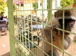 The numbers of pet owners keep going higher and higher and even as we speak, someone could be adopting a pet right now. Cairo Is Hub For Endangered Species Traffic As Pet Shops Sell Exotic Animals Egypt Independent