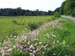 Maybe you would like to learn more about one of these? Gc6kc0b Crown Vetch Traditional Cache In New York United States Created By K E T