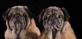 Pug pic 10 80 px 10 80 px / topography unit conversion between millimeter and pixel, pixel to millimeter conversion in batch, mm px conversion chart. Friends Of The Rescued Pug It S A Pug Life