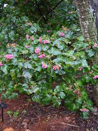Image result for Dombeya burgessiae