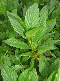 Image result for Rhamnus staddo