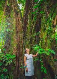 Geographical regions represented by our botanical collections: Best Of Hawaii Learn Hawaii Tropical Bioreserve Garden