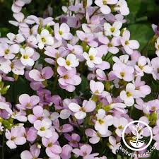 Image result for Arabis